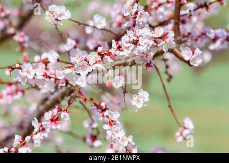 Peach Blossom: The Best Japanese Flower - Sakuraco