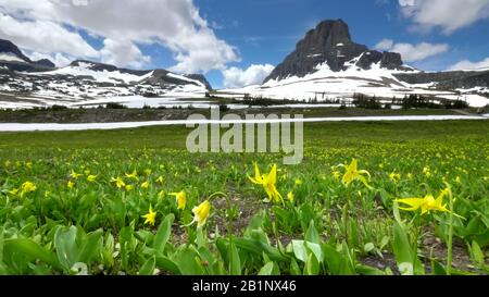 glacier lilies with mt oberlin in the background at logan pass in glacier np Stock Photo