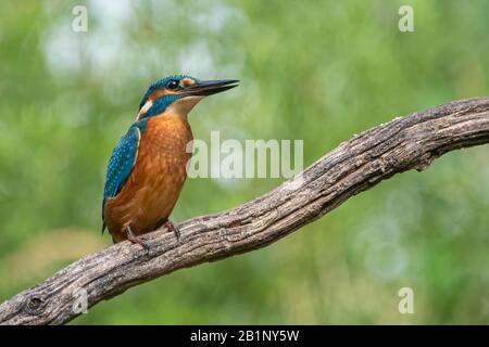 Common Kingfisher (Alcedo atthis) sitting on a branch above a pool in the forest of Overijssel (Twente) in the Netherlands. Green bokeh background. Stock Photo