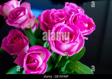 bunch of gorgeous pink roses Stock Photo