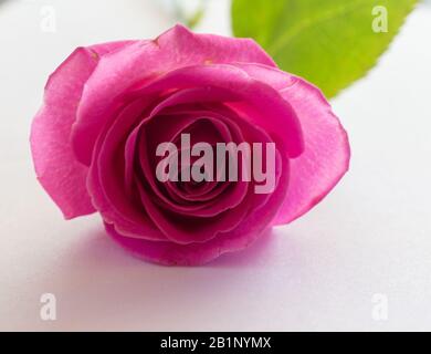 a very lovely pink rose Stock Photo