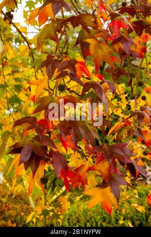 autumn leaves in Australia very colorful Stock Photo