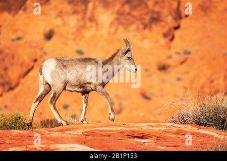 Desert bighorn sheep, ovis canadensis nelsoni, walks through desert landscape between creosote plants in Valley of Fire State Park. The animal is the