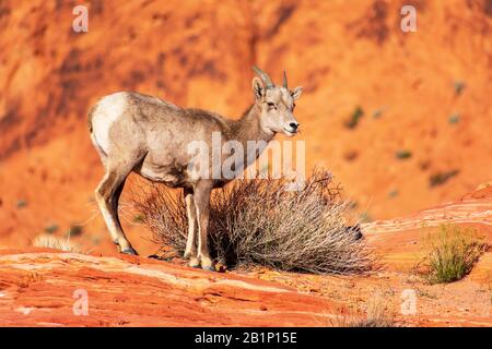 Desert bighorn sheep, ovis canadensis nelsoni, feed on creosote bushes on rocky and desert landscape of Valley of Fire State Park. The animal is the o Stock Photo