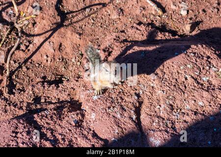 Standing white-tailed antelope squirrel standing on hind legs and looking at the camera. Blurred desert background. Stock Photo