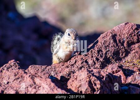Close up. White-tailed antelope squirrel eats food standing on hind legs. Stock Photo