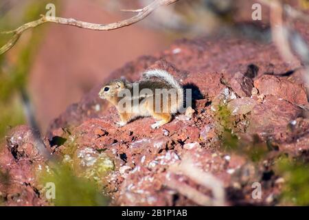Portrait of white-tailed antelope squirrel in the desert landscape . Blurred foreground green tree, bush. Stock Photo