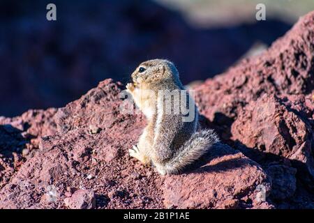 Close up. White-tailed antelope squirrel eats food standing on hind legs. Stock Photo