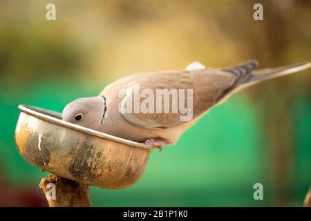 The dove sitting on a bowl and eating nuts in zoo Stock Photo