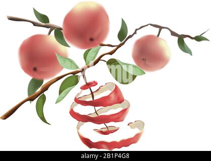 Red apples hang on the branches. The concept of harvesting and a healthy lifestyle. Cut the peel from the Apple. Vector illustration isolated on white Stock Vector