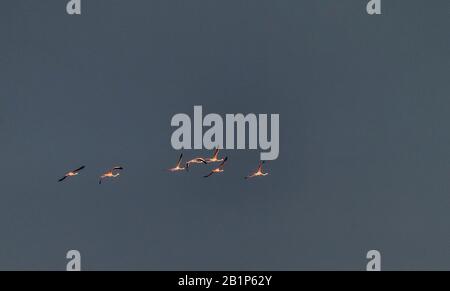 Group of Greater flamingo, Phoenicopterus roseus, flying into thunderstorm cloud, Grerece