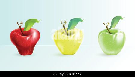 The illustration shows apples of different sort red green yellow. Realistic art. Stock Vector