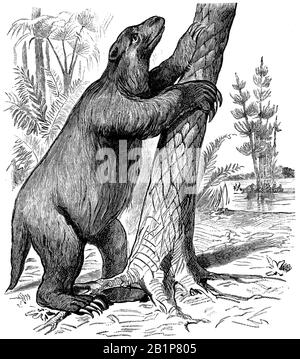 giant sloth, Mylodon robustus, anonym (evolution history book, 1890) Stock Photo