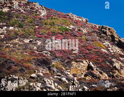 Coastal scenery, sheer cliffs, Ramsey Island, UK. Scrub and heather in flower, summer Stock Photo