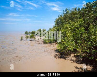 Mangrove swamp / coastal mud flats, rich diverse area, Kuala Selangor nature reserve, Malaysia Stock Photo