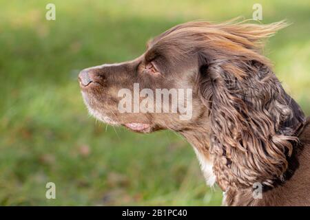 Portraits of a Chocolate Working Cocker Spaniel Dog Stock Photo