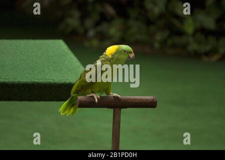 Yellow-naped amazon parrot, Amazona auropalliata, Jurong Bird Park, Singapore Stock Photo