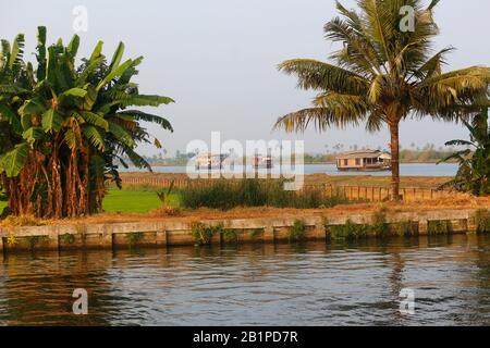 House boats with cocont palm foreground, Allepey, Kerala, India Stock Photo
