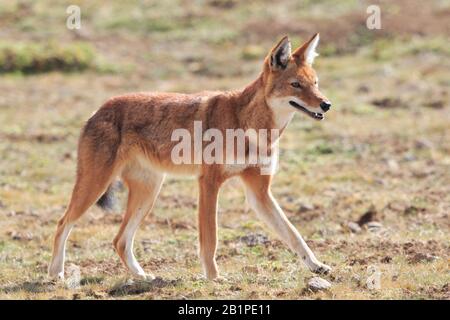 Young Ethiopian Wolf in the Bale Mountains Ethiopia Stock Photo