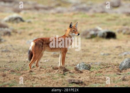 Young Ethiopian Wolf in the Bale Mountains Ethiopia Stock Photo