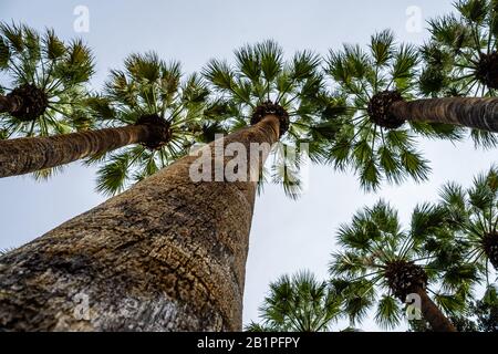 Athens, Greece, national garden, looking up along palm trees trunks, against cloudy sky. Stock Photo