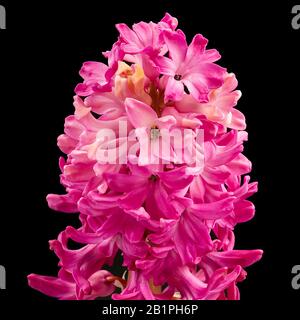 pink hyacinth Macro shot isolated on black Stock Photo