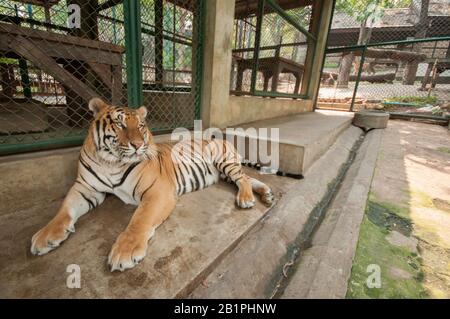 Asia, Thailand, Chiang Mai, Tiger Kingdom Stock Photo