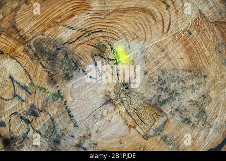The texture of the cut tree logs. close up shoot. wood industry Stock Photo