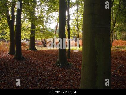A beech forest in earlyl autumn colour Stock Photo