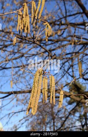 Orange fringes of hazel flowers on branches without leaves Stock Photo