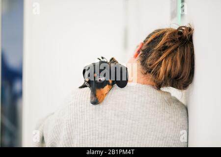 Miniature Dachshund in the office with owner Stock Photo