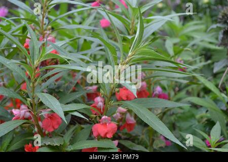 Balsam, Touch-Me-Not Impatiens balsamina | Flowers, Planting flowers, Red  and white flowers