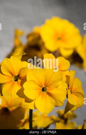 closeup of blooming yellow Erysimum wallflower with nice bokeh blurry background Stock Photo