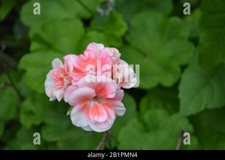 Geranium Pink Grade Appleblossom Rosebud Pelargonium Flowerbed Garden Plants House Plants Beautiful Inflorescence Green Leaves Summer Horizon Stock Photo Alamy