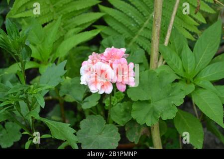 Geranium Pink Grade Appleblossom Rosebud Pelargonium Flowerbed Garden Plants House Plants Beautiful Inflorescence Green Leaves Summer Horizon Stock Photo Alamy