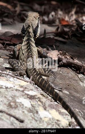 Sydney Australia, Australian water dragon on a rock in spring sunshine Stock Photo