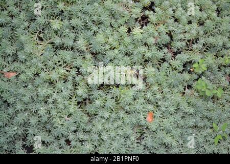 Stonecrop. Hare cabbage. Sedum. Green moss. Decorative grassy carpet. Flower bed. Horizontal photo Stock Photo