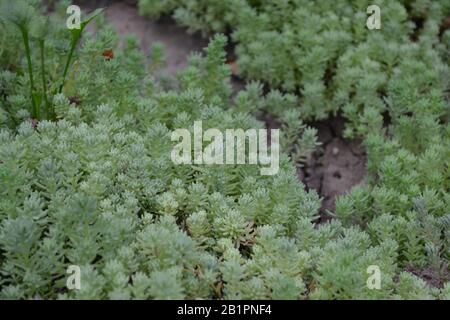 Hare cabbage. Stonecrop.  Sedum. Green moss. Decorative grassy carpet. Green flower bed decoration. Horizontal photo Stock Photo