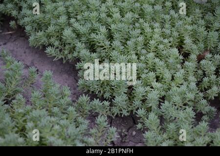 Stonecrop. Hare cabbage. Sedum. Green moss. Decorative grassy carpet. Green flower bed decoration. Garden. A beautiful plant. Horizontal photo Stock Photo