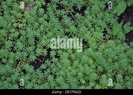 Sedum. Stonecrop. Hare cabbage. Green moss. Decorative grassy carpet. Green flower bed decoration. Garden. A beautiful plant. Horizontal photo Stock Photo