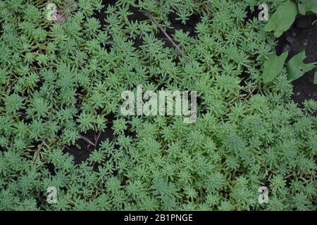 Stonecrop. Hare cabbage. Sedum. Green moss. Decorative grassy carpet. Green flower bed decoration. Garden. Green background. Horizontal photo Stock Photo