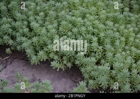 Stonecrop. Hare cabbage. Sedum. Green moss. Decorative grassy carpet. Green flower bed decoration. Horizontal photo Stock Photo