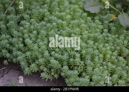 Stonecrop. Hare cabbage. Sedum. Green moss. Decorative grassy carpet. Green flower bed decoration. Garden. Horizontal photo Stock Photo