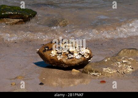 Clifton Garden's Australia, rock with oyster barnacles on beach reflecting in wet sand Stock Photo