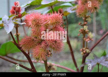Castor. Ricinus. Ricinus arborescens. Decorative plant. Garden plant. Tropical plant on the flowerbed. Horizontal photo Stock Photo