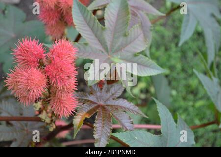Castor. Ricinus. Ricinus arborescens. Decorative plant. Horizontal photo Stock Photo