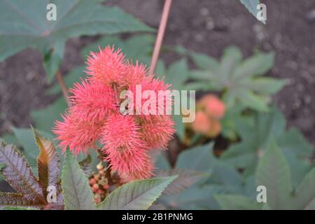 Castor. Ricinus. Ricinus arborescens. Decorative plant. Garden plant. Horizontal photo Stock Photo