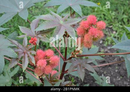 Castor. Ricinus. Ricinus arborescens. Decorative plant. Garden plant. Tropical plant. Horizontal photo Stock Photo