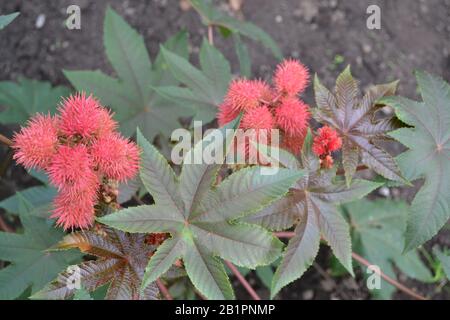 Castor. Ricinus. Ricinus arborescens. Decorative plant. Horizontal Stock Photo