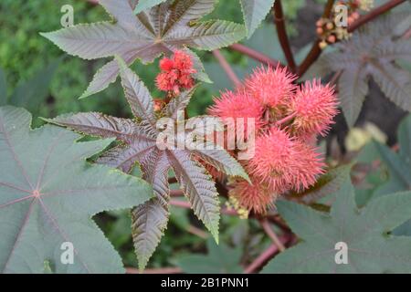 Castor. Ricinus. Ricinus arborescens. Decorative plant. Garden plant. Tropical plant. Horizontal Stock Photo